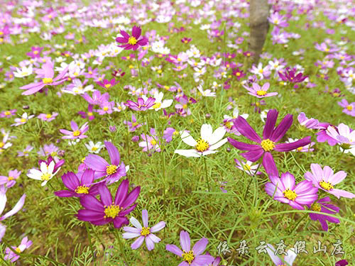 花海观赏