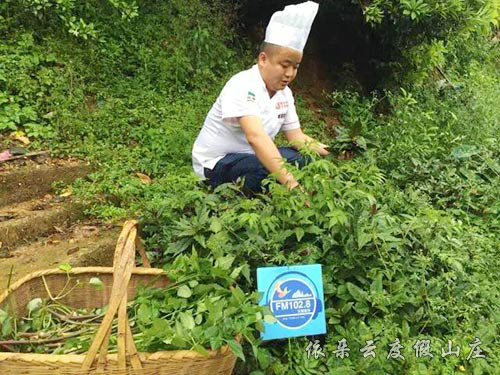 大厨采摘